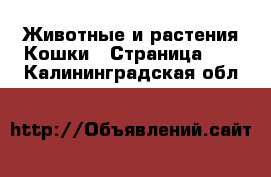 Животные и растения Кошки - Страница 10 . Калининградская обл.